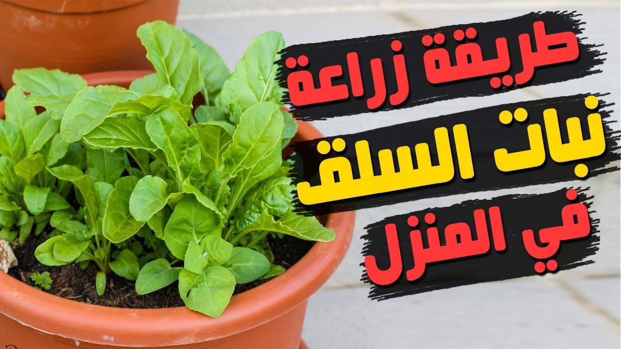 زراعة السلق فى المنزل من البذرة حتى الحصاد