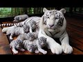 Hamari White Tiger Ny Bachy dy diay | Multi Zoo