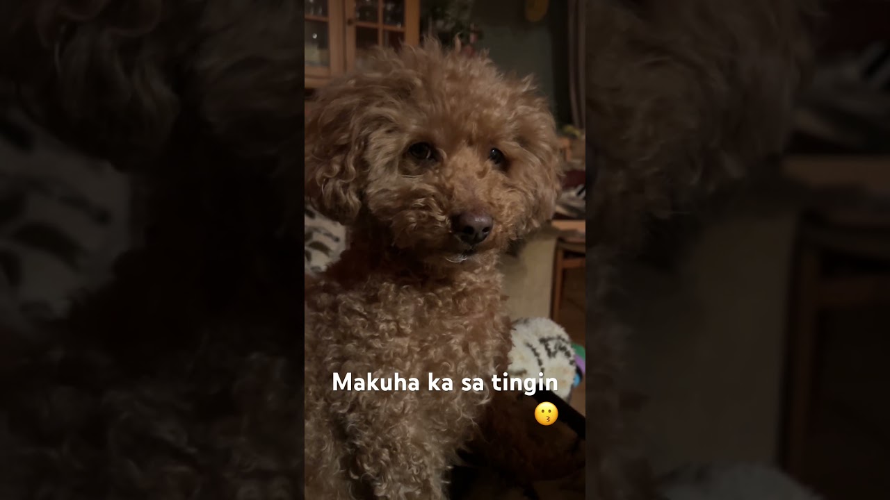 Looking for new year 2026 🎊