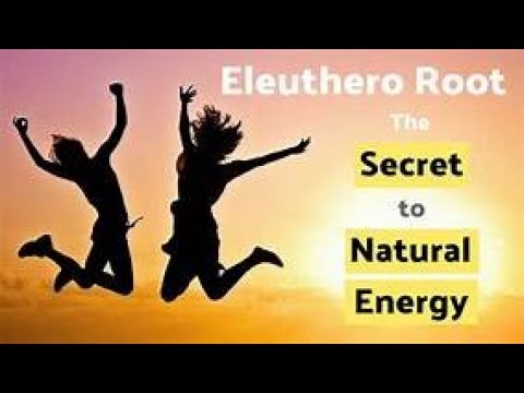 The Health Benefits of Siberian Ginseng / Eleuthero Root Adaptogens for Stress Video