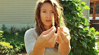 How to Harvest Green Beans (When to Pick for Fresh, Shelled & Seed)