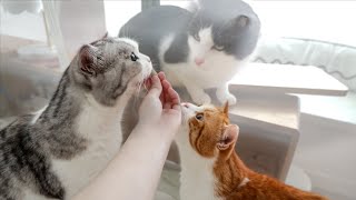 Display of affection in mosquito net EXCEPT some cats! | SanHua Cat Live