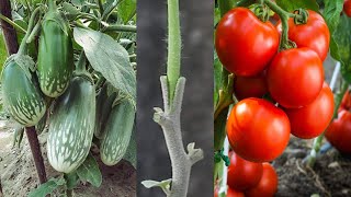 Tomato Grafting On Eggplant