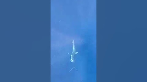 At least he left me some… #spearfishing #fishing
