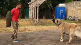 Развитие ЗЛОСТИ У СОБАКИ. Дрессировка собак.Development of anger in dogs. Dog Training. Odessa. Развитие ЗЛОСТИ У СОБАКИ. Дрессировка собак.Development of anger in dogs. Dog Training. Odessa.
