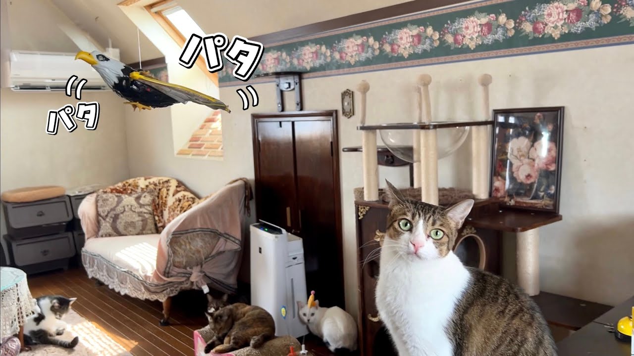 パタパタ飛ぶ鳥のおもちゃを買ったけどなんか思ってたのと違いすぎて気まずい空気に…