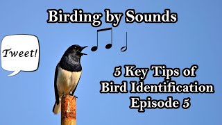 Birding by Sounds | 5 Key Tips of Bird Identification Ep. 5