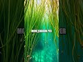 The Unseen Beauty of Seagrass Meadows