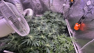 Optic Slim 600H & 500s - Veg & Flowering 5