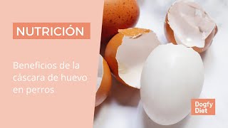 Beneficios de la cáscara de huevo en perros🥚🐶 | Nutrición canina👩🏽‍⚕️ by Dogfy Diet 11,951 views 2 years ago 2 minutes, 16 seconds