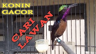 Konin Gacor Cari Lawan Ampuh Buat Pancingan Dan Masteran Di jamin Pasti Nyaut