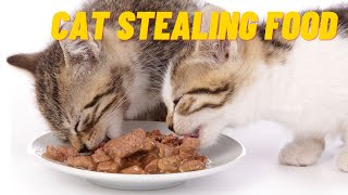 Why Does My CAT Steal My Other CAT's FOOD?  (Causes and Solutions)