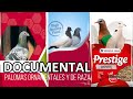 Documental Palomas Ornamentales y de Raza