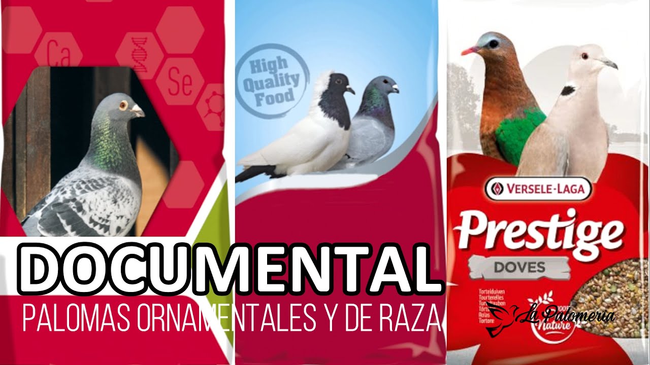 Documental | Palomas de Fantasía Ornamentales de Raza