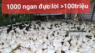 Hạch toán chi tiết chi phí và lời lãi khi chăn 1000 ngan đực r71, đúng là siêu lợi nhuận