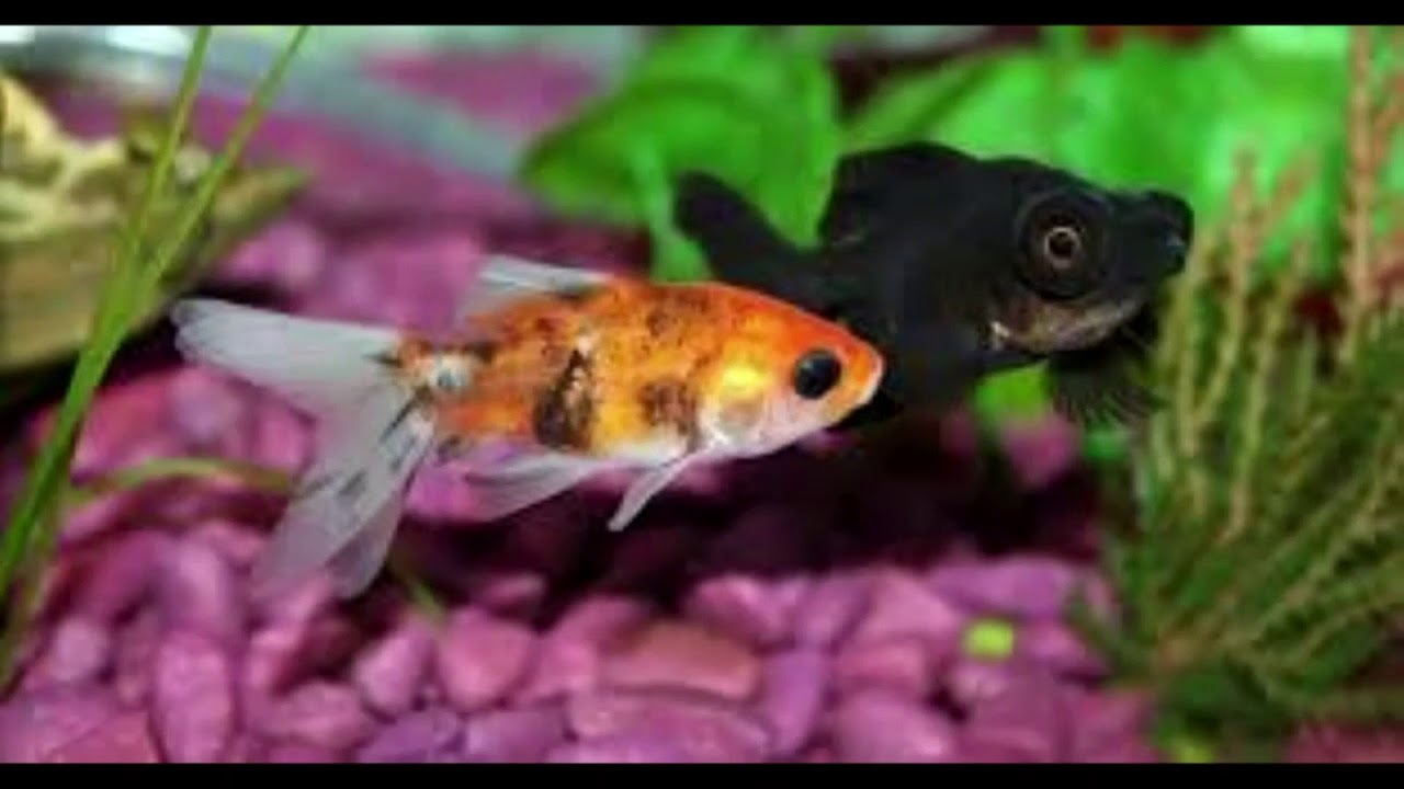 How Can We Know If The Goldfish Is Pregnant