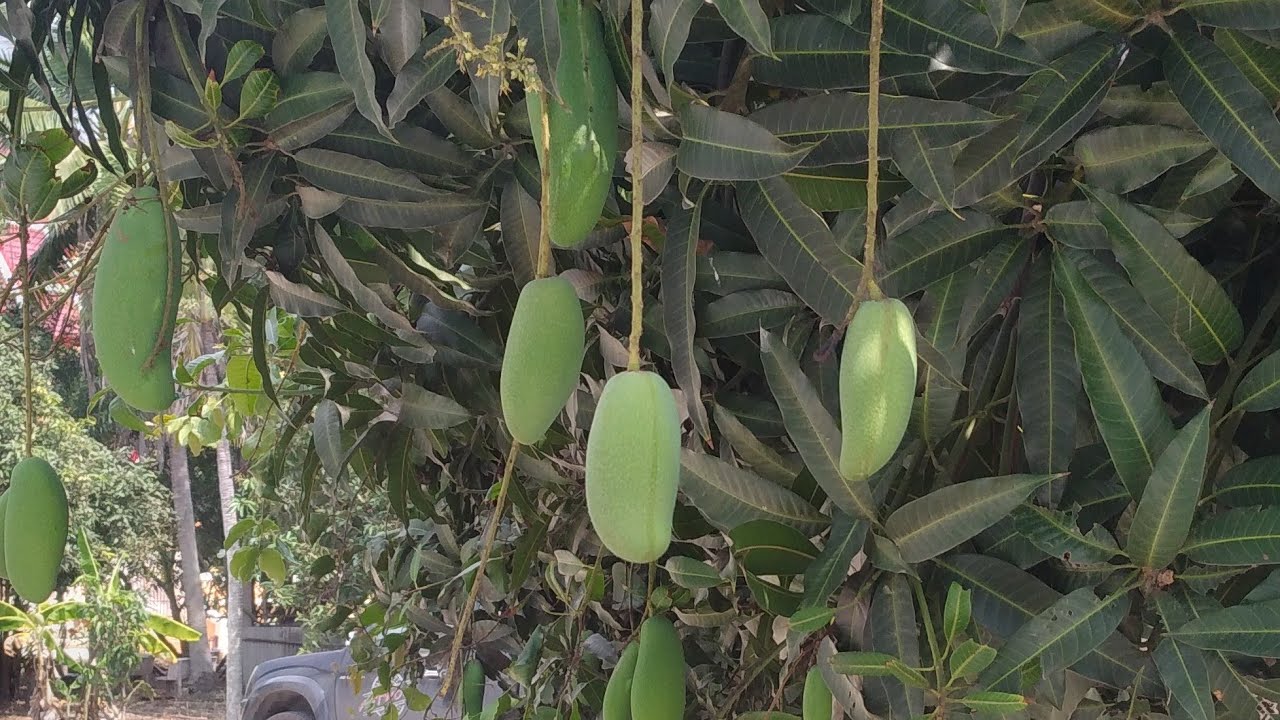 Amazing mango tree 2020