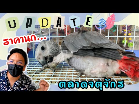 Update ราคานก ร้าน"เจ๊เล็ก" ตลาดนัดสวนจตุจักร