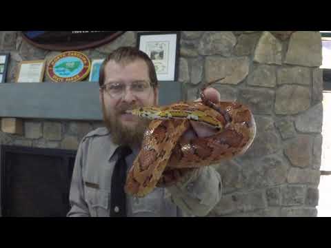 Snakes with Ranger Joe
