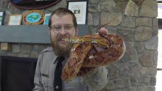 Snakes with Ranger Joe