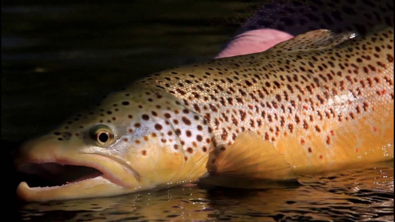 ORVIS Dry Fly Tactics Fishing Terrestrials YouTube