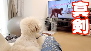 トリミングに行ったはずの兄がテレビに映ると真剣に確認する妹が可愛すぎた