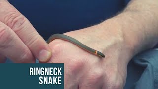 Tiny Snakes Part 5 - Ring-necked snake in Snakelahoma!