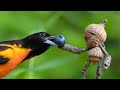 Becorns Episode 3: Orioles vs Catbirds