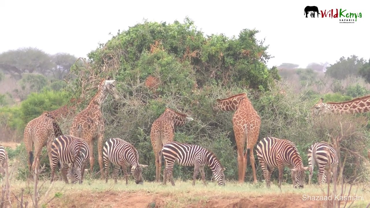 zebras and giraffes together