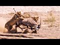 Two lions take on oryx  natural world desert lions  bbc earth