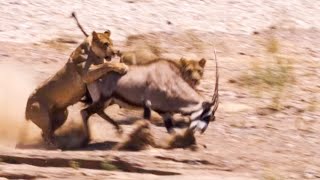 Two Lions Take on Oryx | Natural World: Desert Lions | BBC Earth
