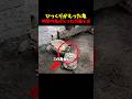 ひっくりかえった亀に仲間の亀がとった行動とは...#感動 #感動する話 #泣ける話