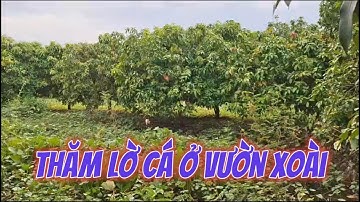 thăm lờ cá lóc ở vườn xoài dính cá trê và cá thác lác