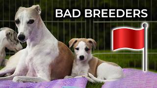19 Red Flags Bad Dog Breeders Don't Want You To Know