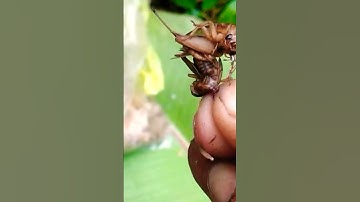 cara pasang umpan jangkrik