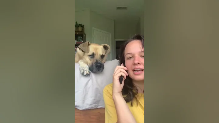 Dog Gets Excited as Owner Says His Favourite Words While Pretending to Talk on Phone - 1343610 - DayDayNews