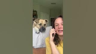 Dog Gets Excited as Owner Says His Favourite Words While Pretending to Talk on Phone - 1343610