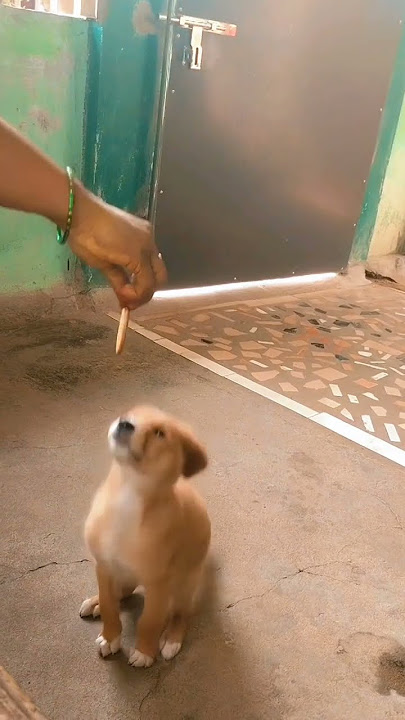 #youtubeshorts #comedy #funnyvideo #pleasesubscribe #fun #doglover #petlover #simba #dubbing #tamil