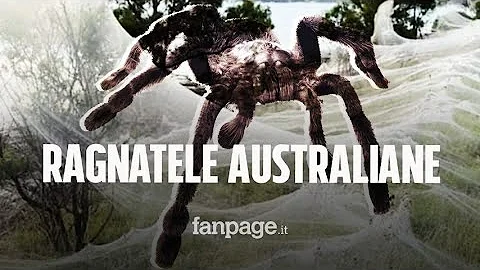 Quando è la stagione dei ragni Australia?
