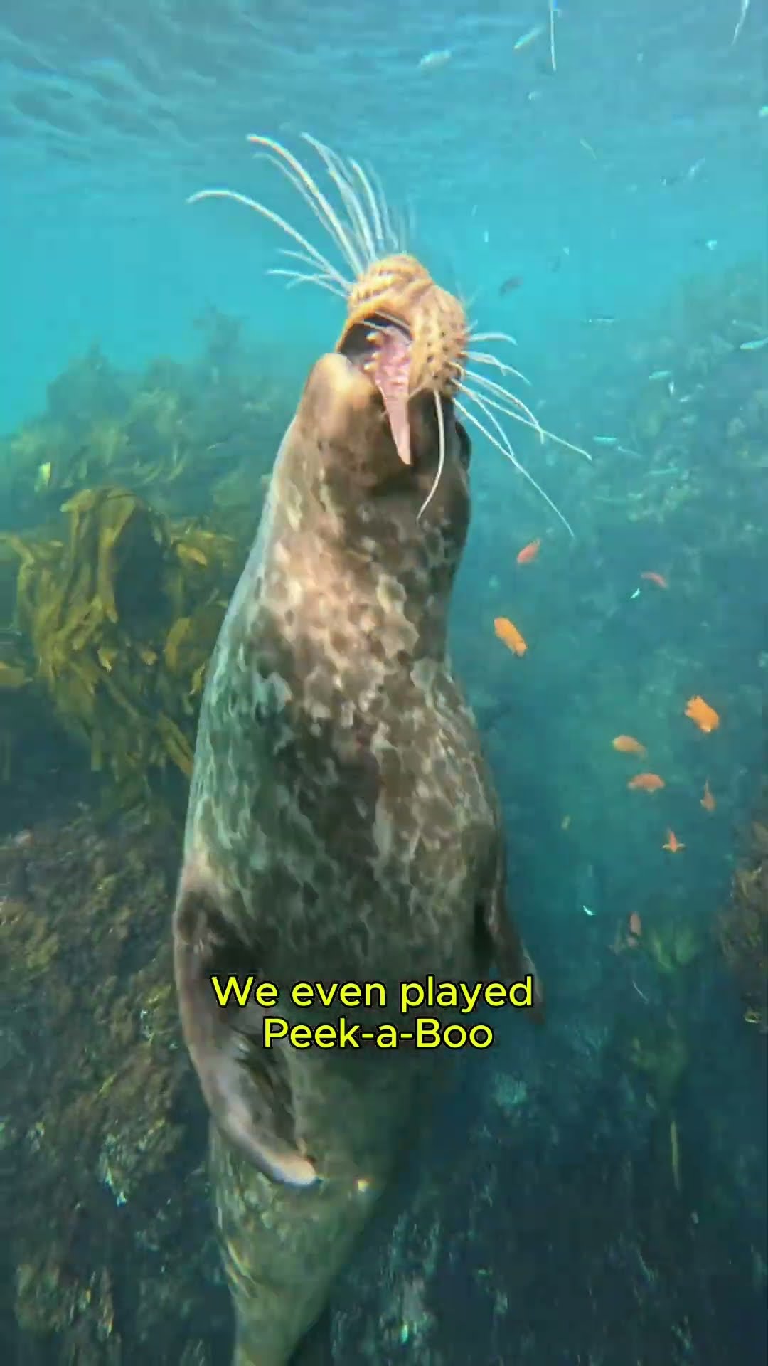 Preston Durnford and a client snorkeling in Laguna Beach