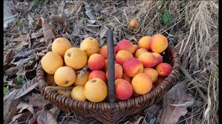 Dos frutales FACILISIMOS  de cultivar que no te pueden faltar en el huerto de casa.