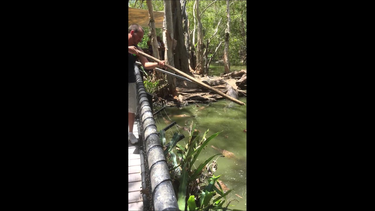 Josh Feeding Freshwater Crocodiles pt1 - Josh and Laura