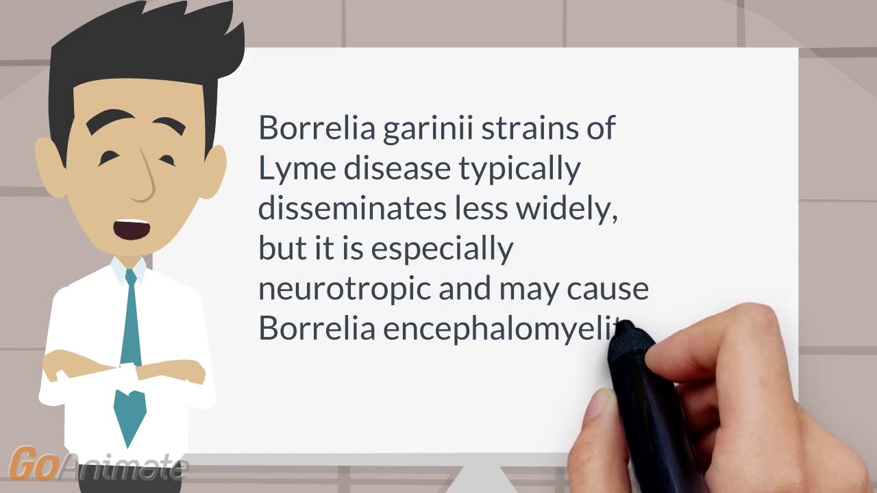 Different types of Borrelia causing Lyme disease