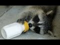 Cute Baby Raccoon drink milk | Top Funny Pets Video