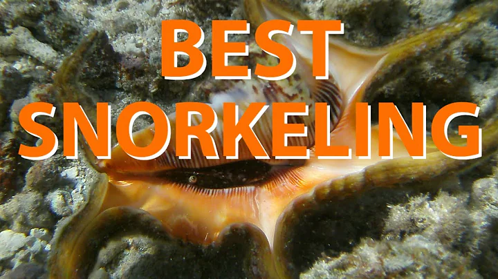 Snorkeling in Guam! Shells! Octopuses!