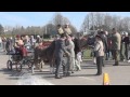 The London Harness Horse Parade 2015