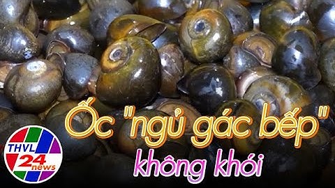 Lợi nhuận cao khi cho ốc "ngủ gác bếp" không khói