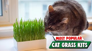 Grow Your Own Kitty Greens! Top Cat Grass Kits for Indoor Digestive Health (2024) by Pet Needs 41 views 6 days ago 12 minutes, 4 seconds
