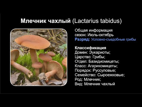 Млечник чахлый (Lactarius tabidus)