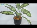 Artificial Plants With Black Linear Pot | SN-9